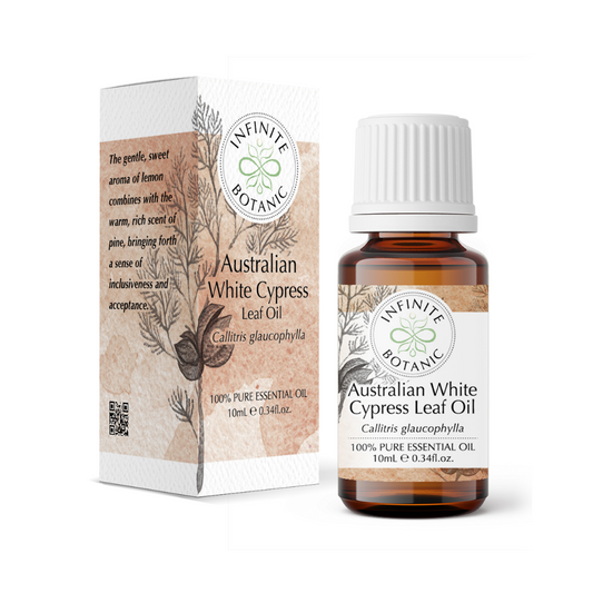 Australian White Cypress Leaf Essential Oil