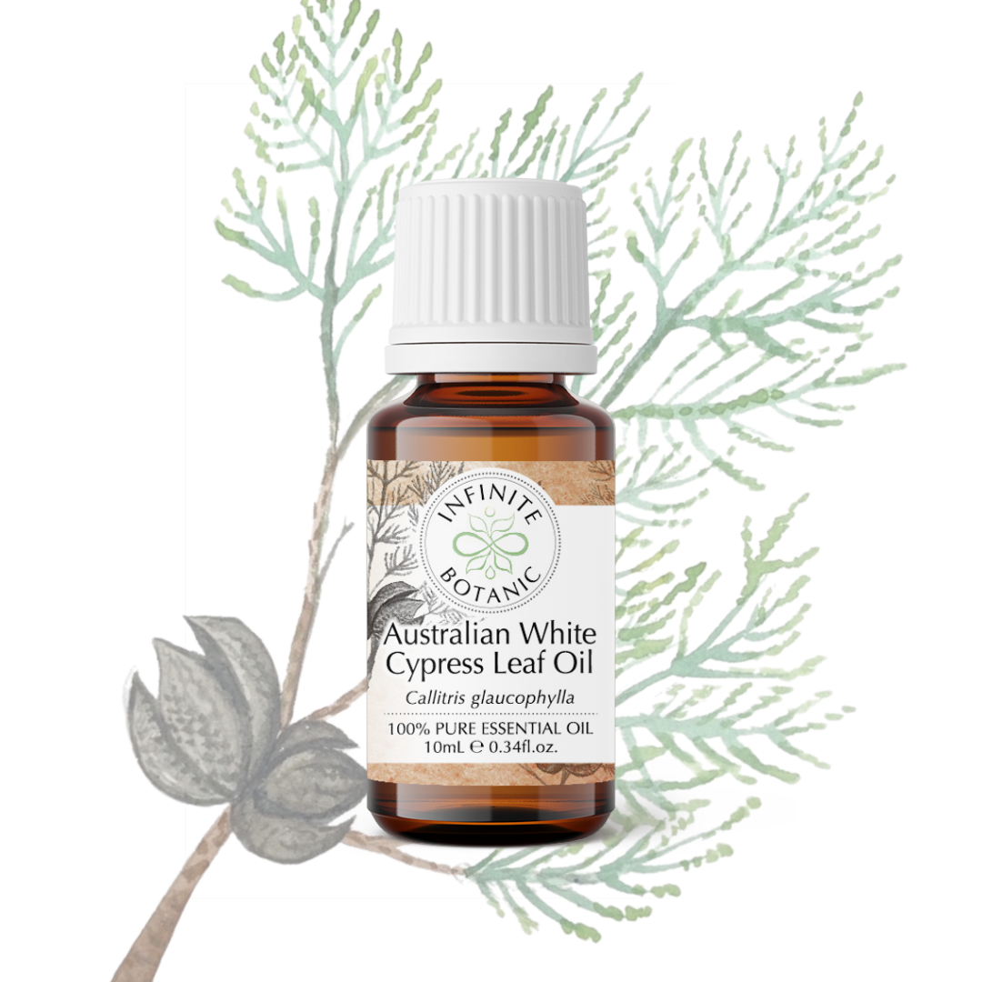 Australian White Cypress Leaf Essential Oil